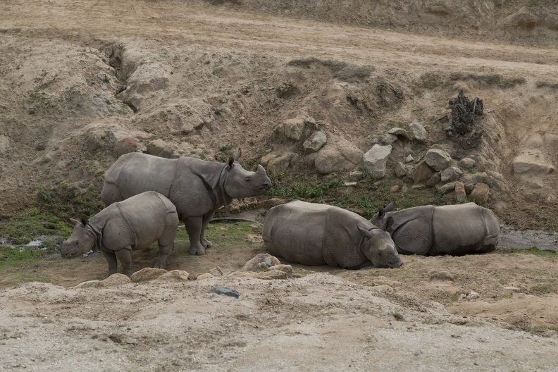 402-4362 Safari Park - Rhinos.jpg